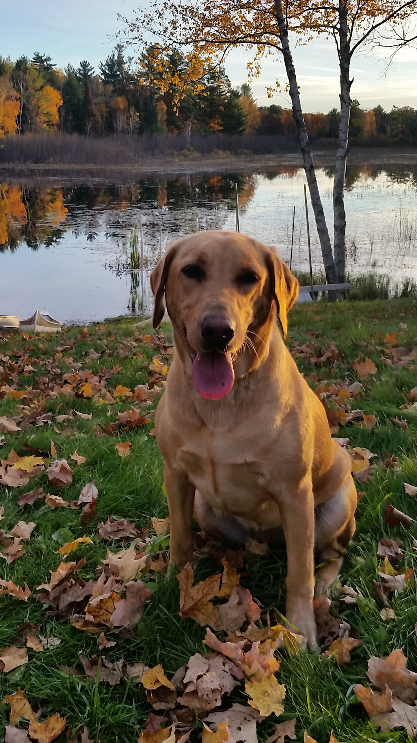 Remington's Creed | Yellow Labrador Retriver