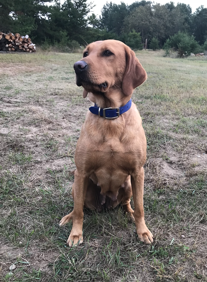 SHR Torg's Cracker Crumb JH, CGC | Yellow Labrador Retriver