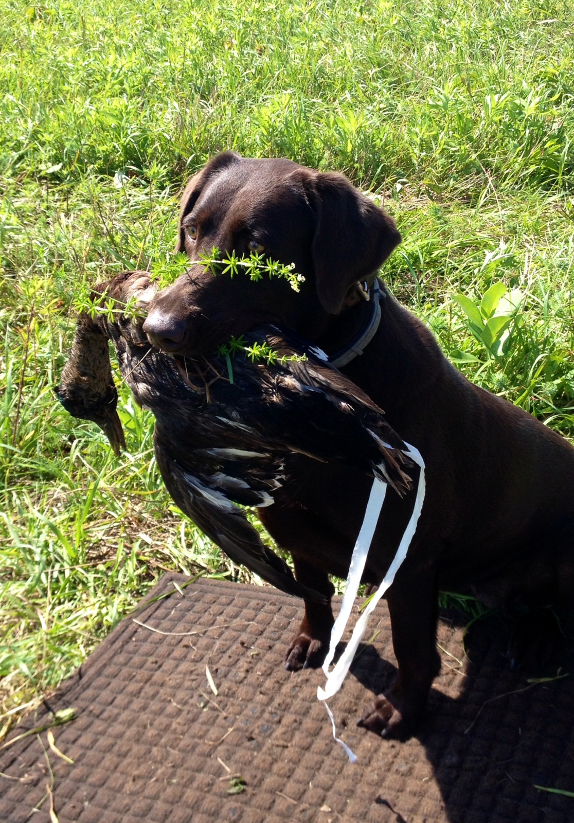 HRCH Gator Points Miss Tamu MH | Chocolate Labrador Retriver