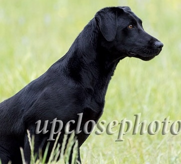 GRHRCH Tubbs N Jaws Candy Bar MH MNH HOF | Black Labrador Retriver