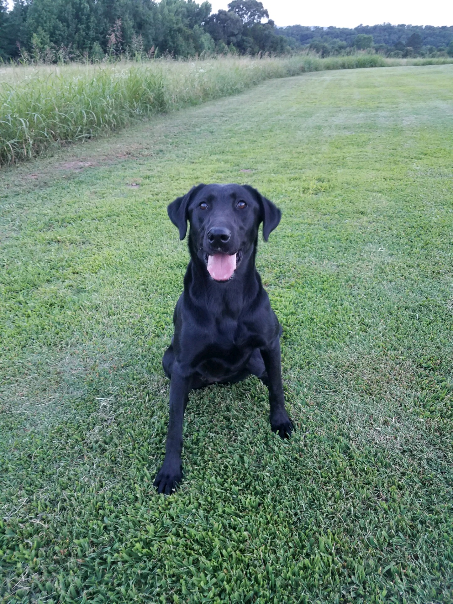 HRCH Fowlplay's Mischief Maker | Black Labrador Retriver