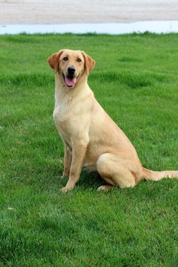 Lincoln Creek's Double Knockout | Yellow Labrador Retriver