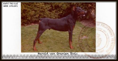 Harold v. Oranien Stolz | Black Doberman Pinscher