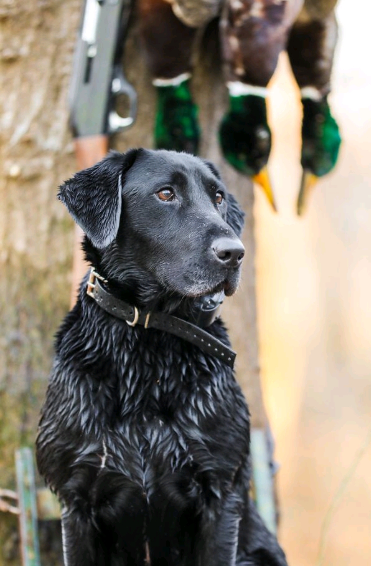 Redbud's Hometown Girl MH | Black Labrador Retriver