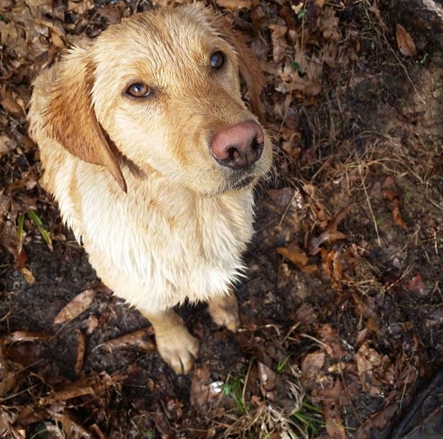 Bone Collecting  Feather Chasin Deke | Yellow Labrador Retriver