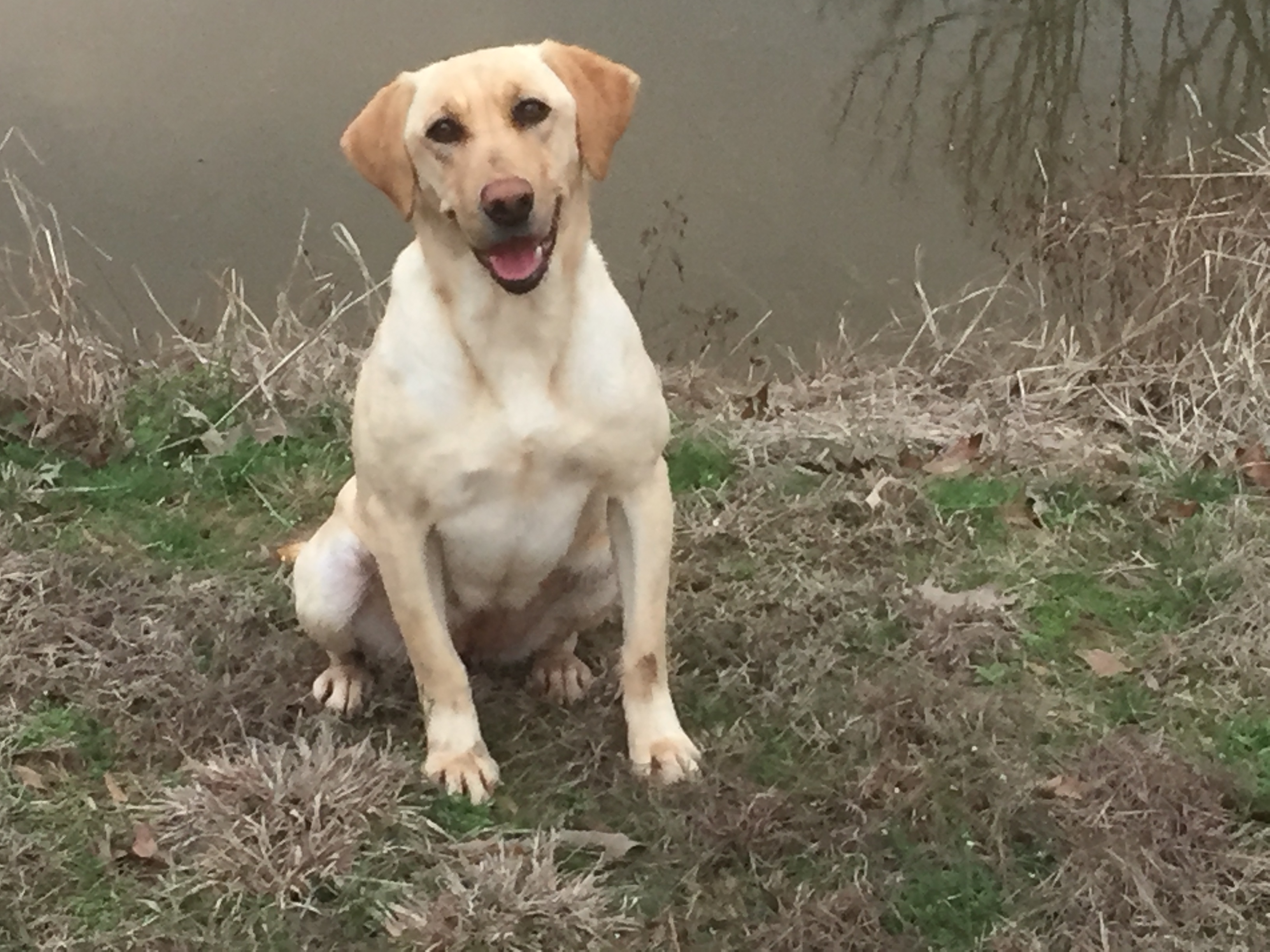 HR Ashmor's Katie Cogburn & Oakridge | Yellow Labrador Retriver