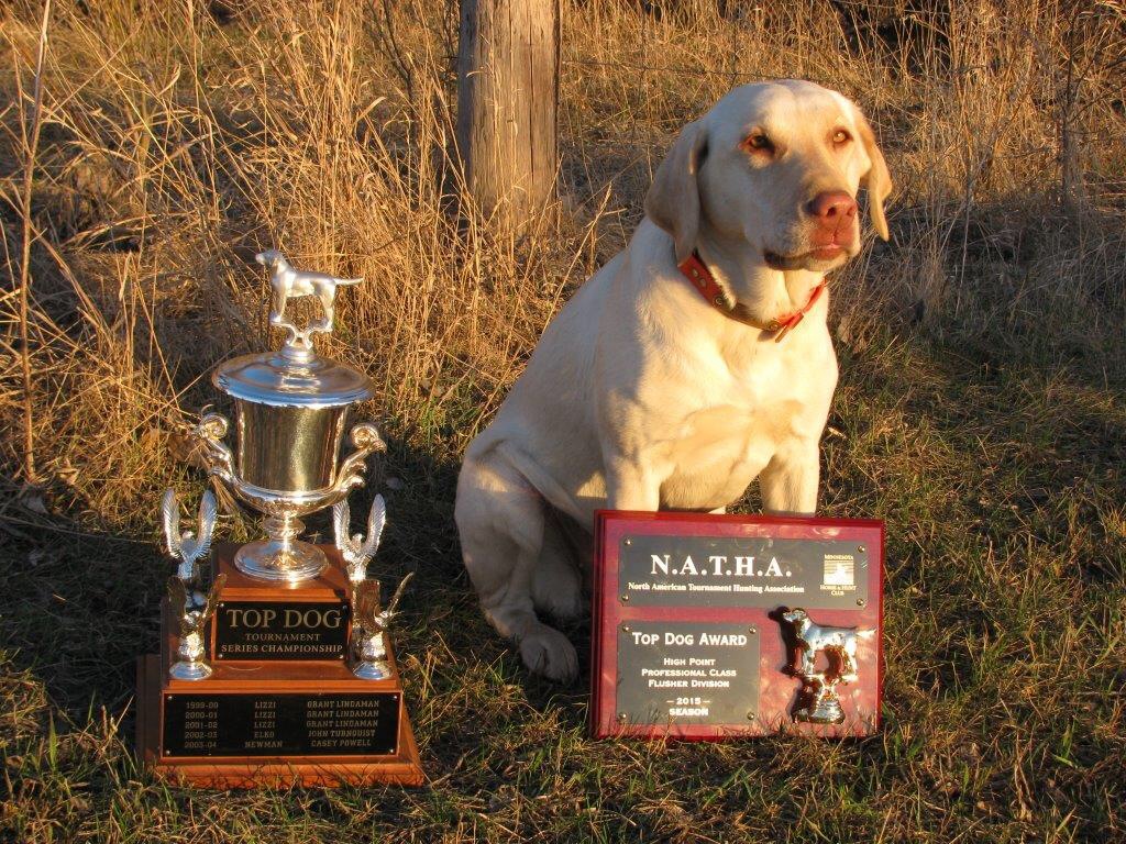 CKJ Dixie Bluedevil Girl JH | Yellow Labrador Retriver