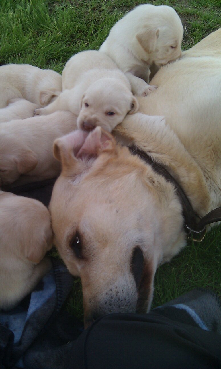 Cedar Bluffs Pale Duke | Yellow Labrador Retriver