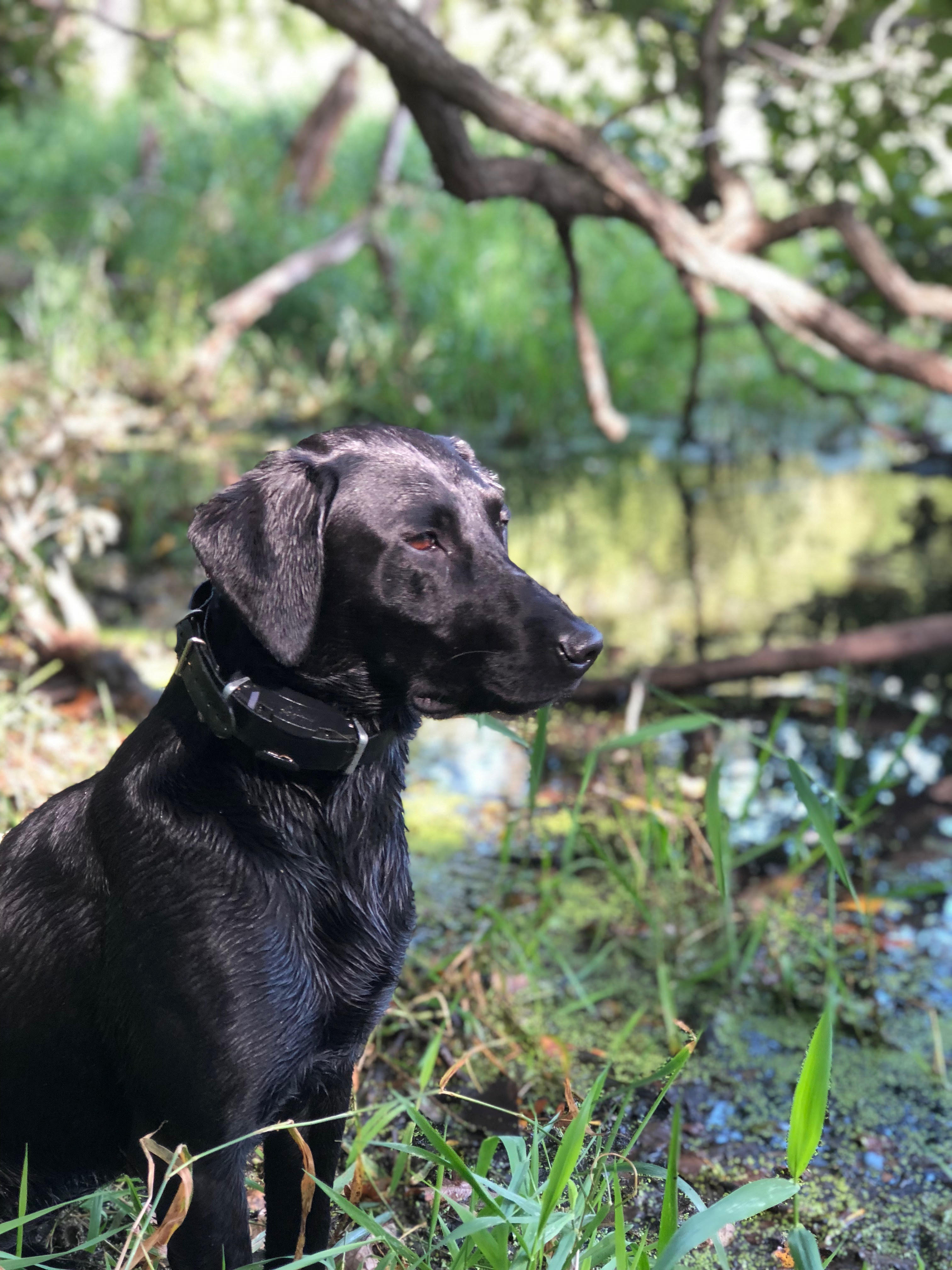 Lady Kettel Black Of Eagle Lake | Black Labrador Retriver