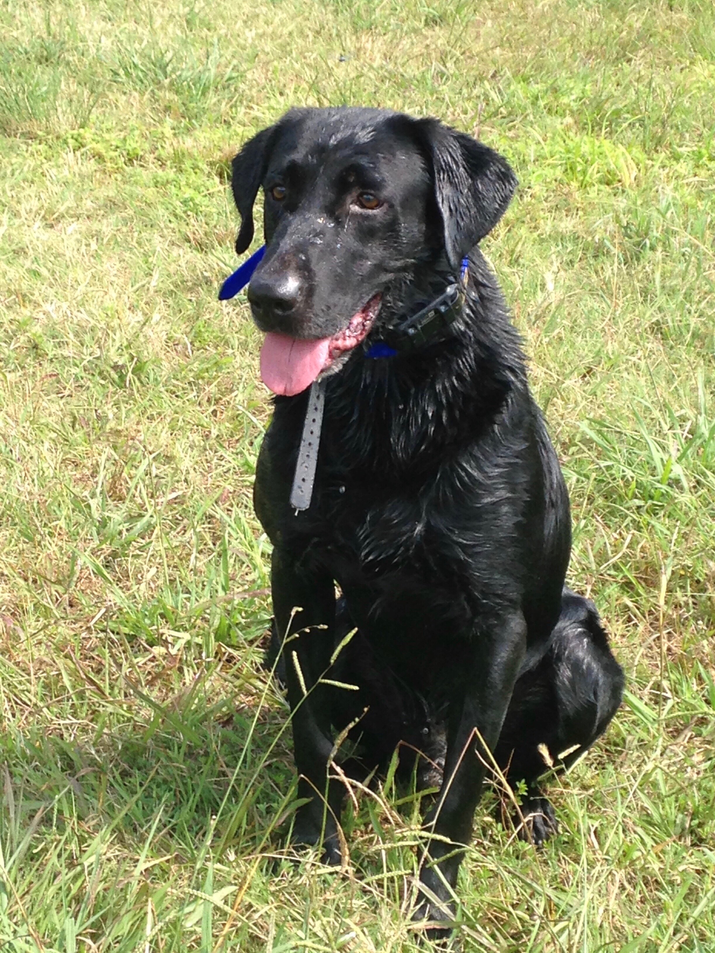 Cedar Hill's Big Drake SH | Black Labrador Retriver