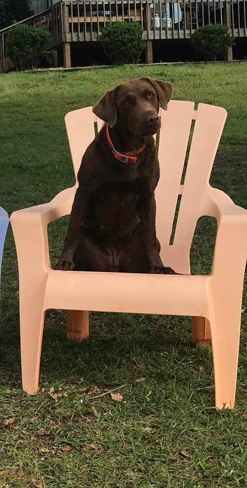 Flint River's Rockin' Ricochet | Chocolate Labrador Retriver