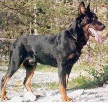 Enyo de Montglane | Beauceron 