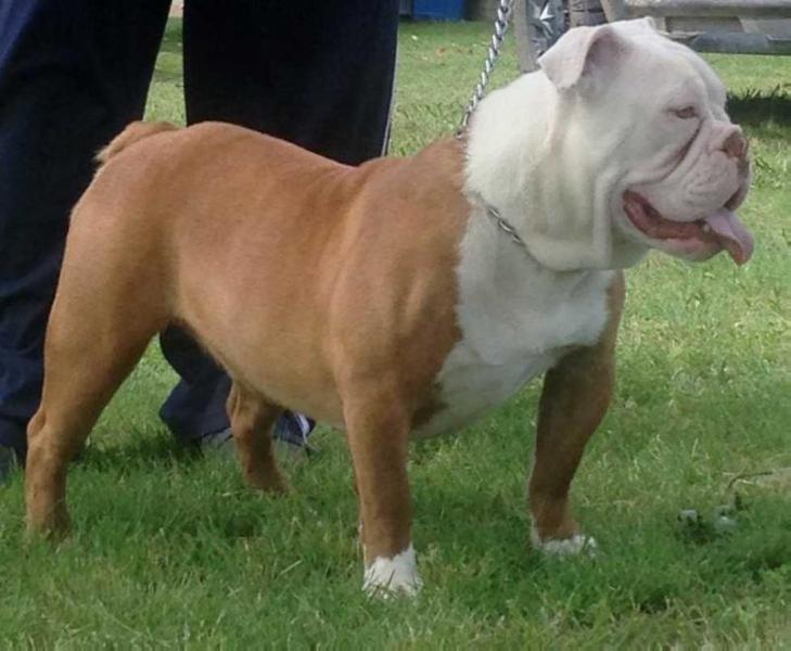 Trinity Bulldogges’s Petra | Olde English Bulldogge 