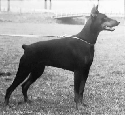Astrid (NHSB 953573) | Black Doberman Pinscher