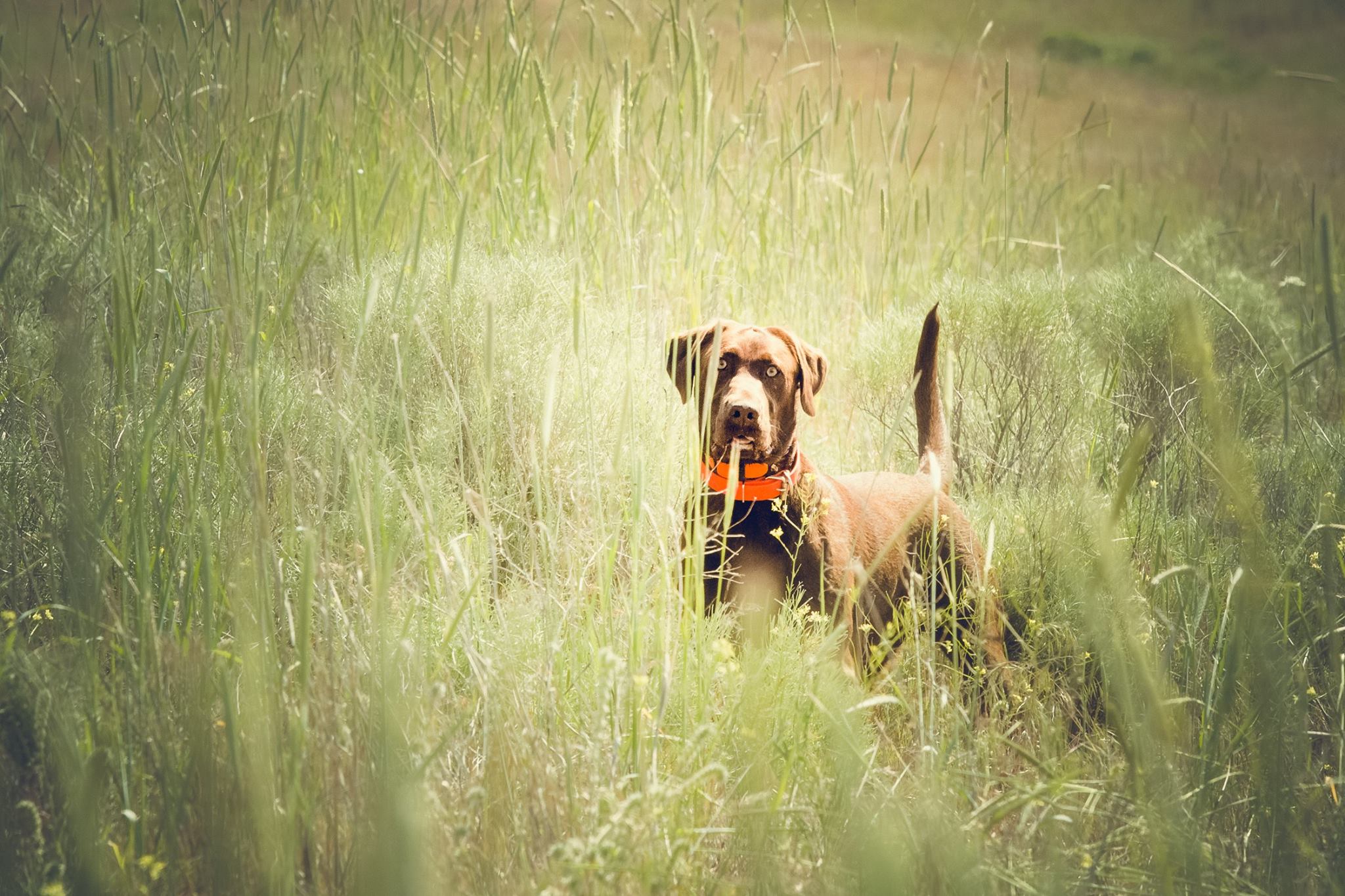 CPR Tiger Mtn The Jasmine's In Bloom | Chocolate Labrador Retriver