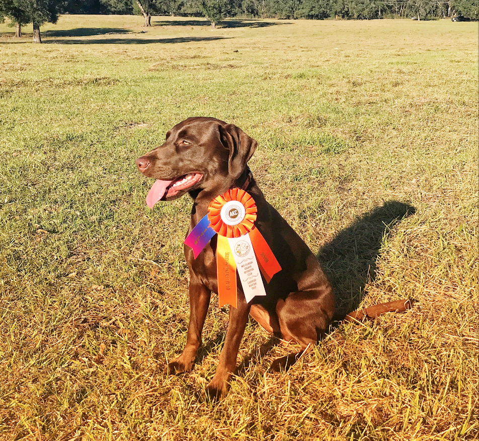 UH Coastal's Miss Panama Jackson JH SH | Chocolate Labrador Retriver