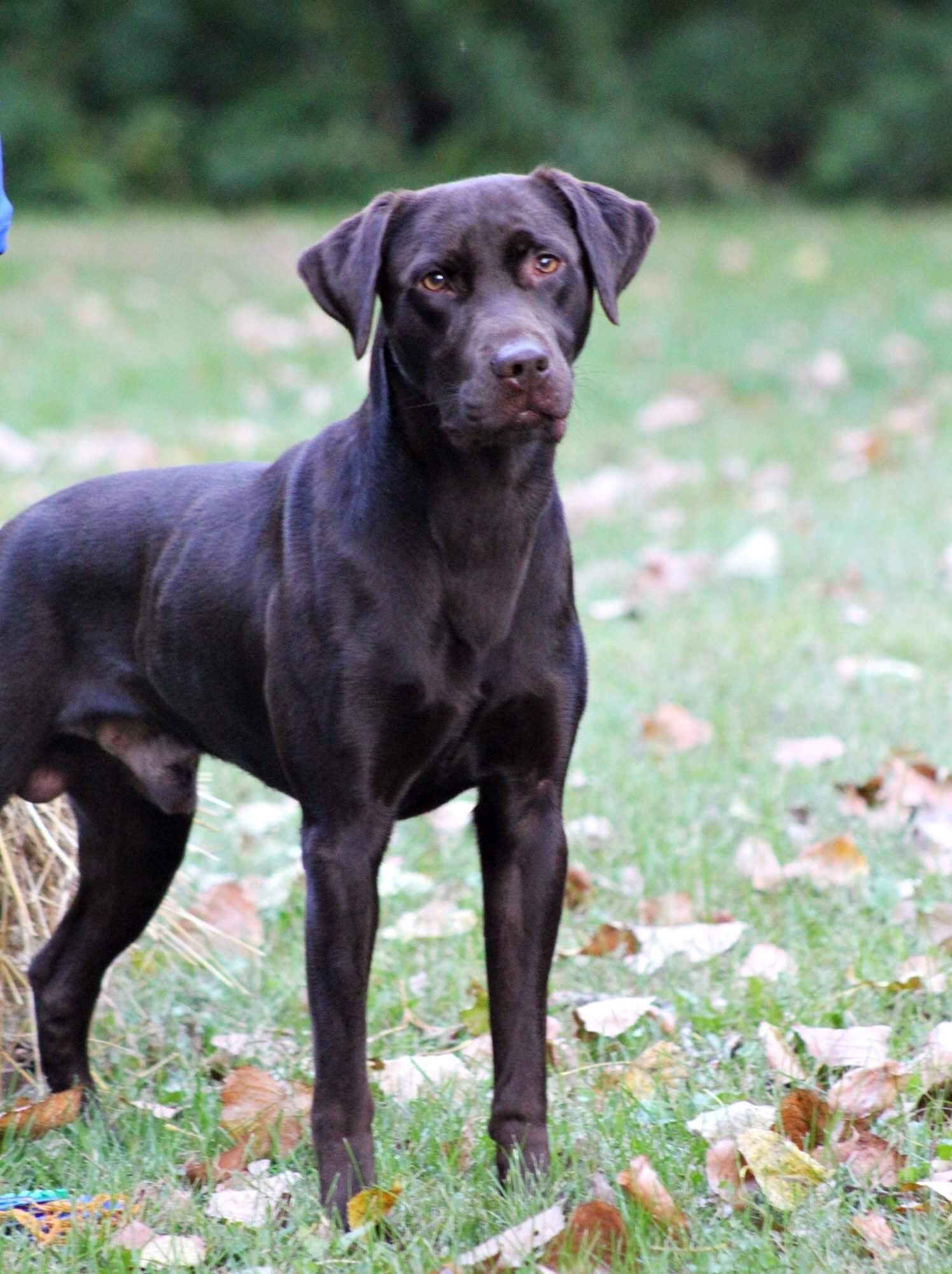 SHR Backroads Lean On Me DMA AS | Chocolate Labrador Retriver