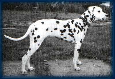 Jaschiko vom Kirchwinkel | Dalmatian 