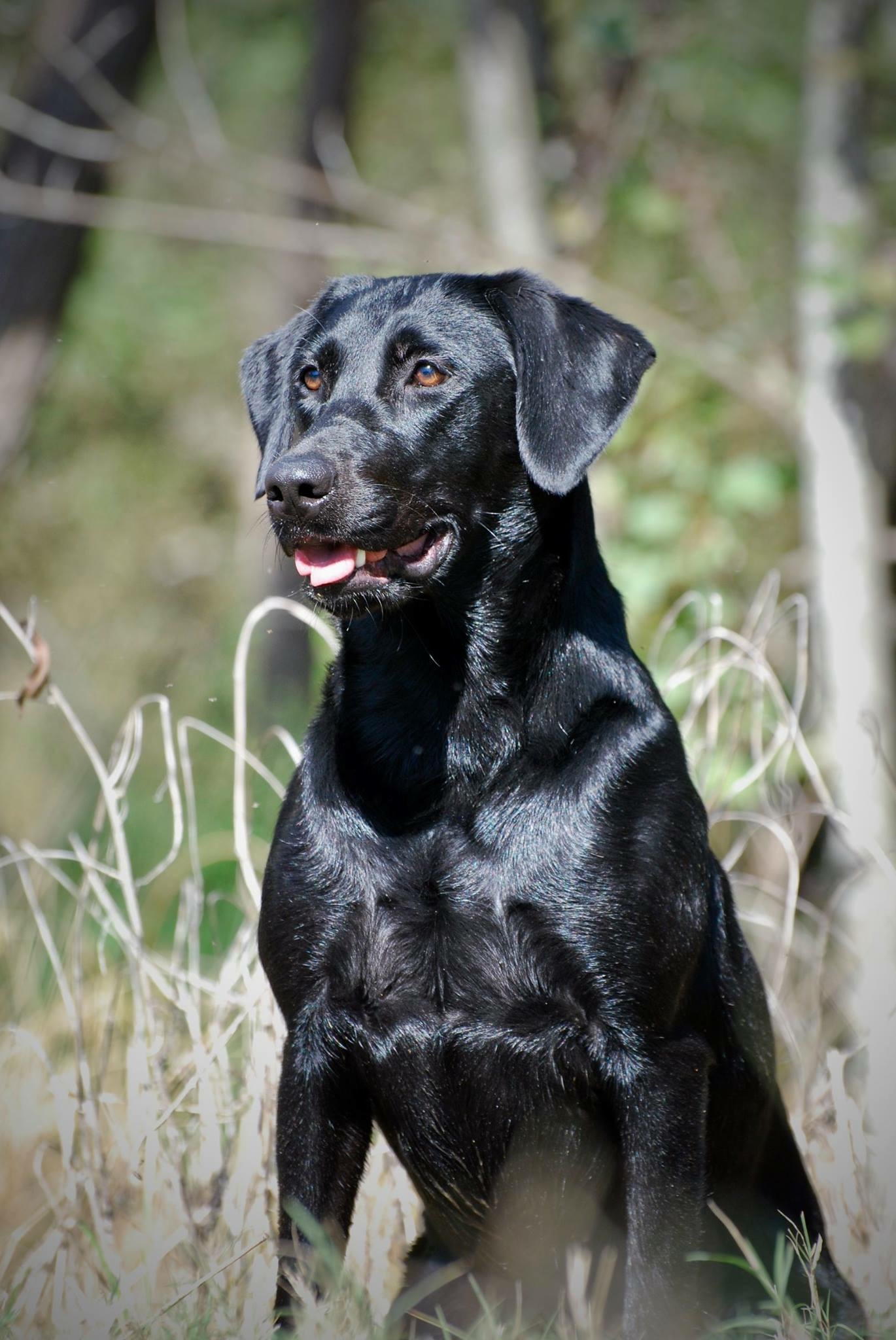 Stagecoach's Jezabel JH CGC | Black Labrador Retriver