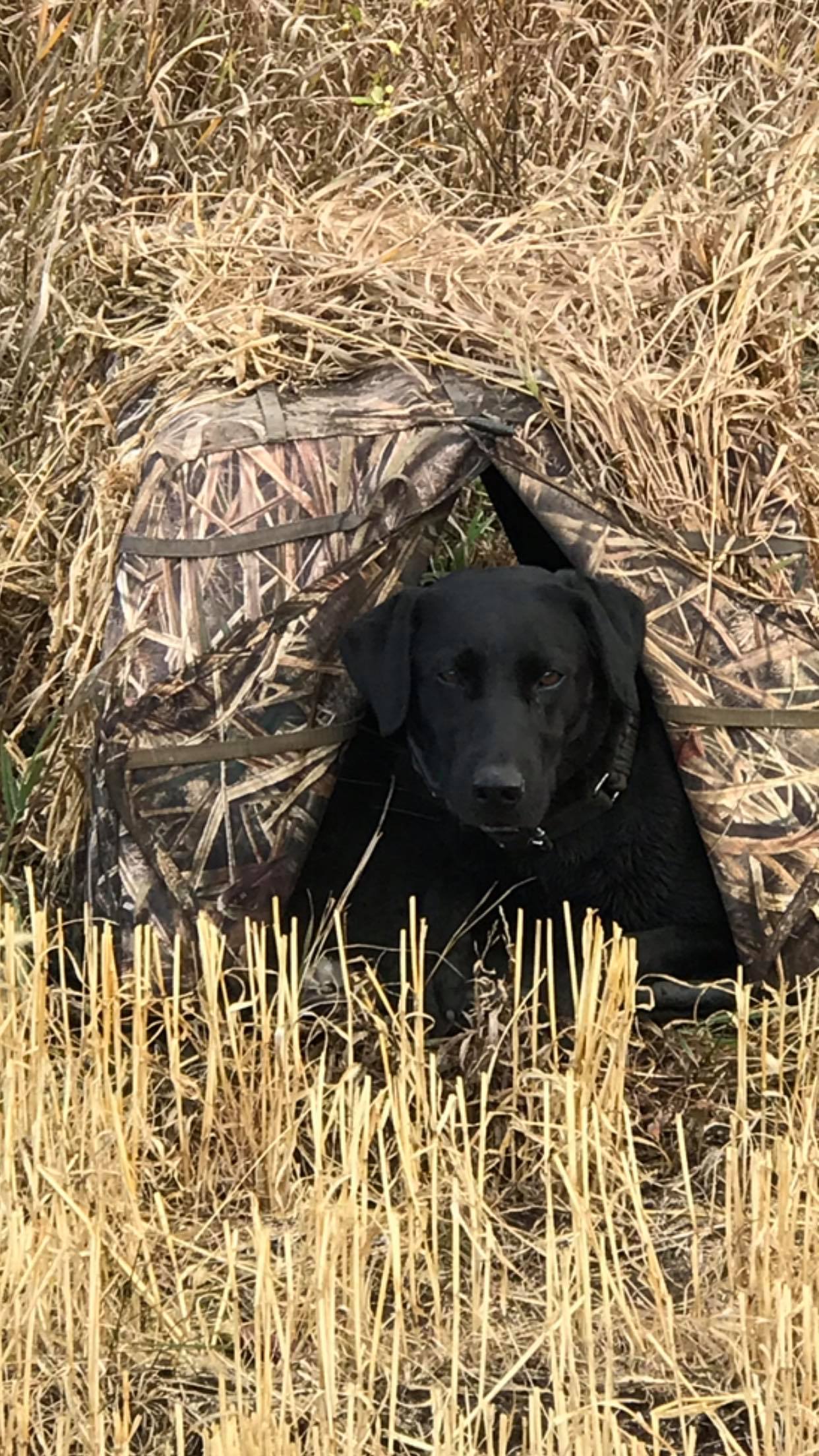 Edgewater Cove's Black Pearl | Black Labrador Retriver