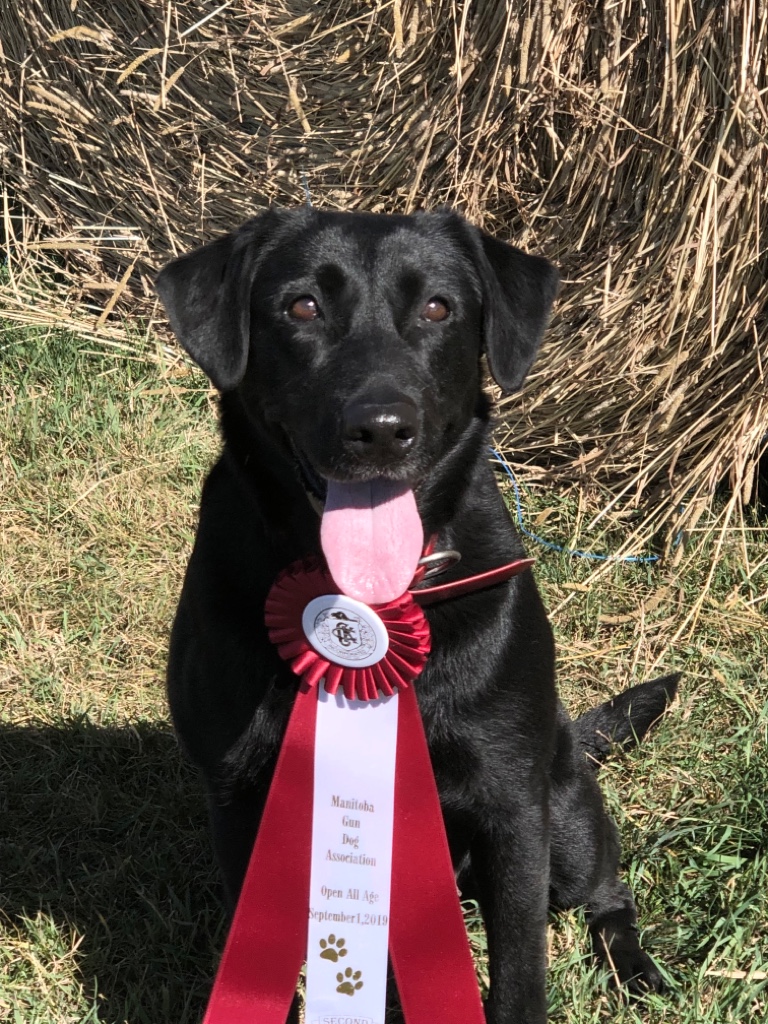 FTCH AFTCH  Club Mead Rebel's Ms Ruby MH QFTR | Black Labrador Retriver