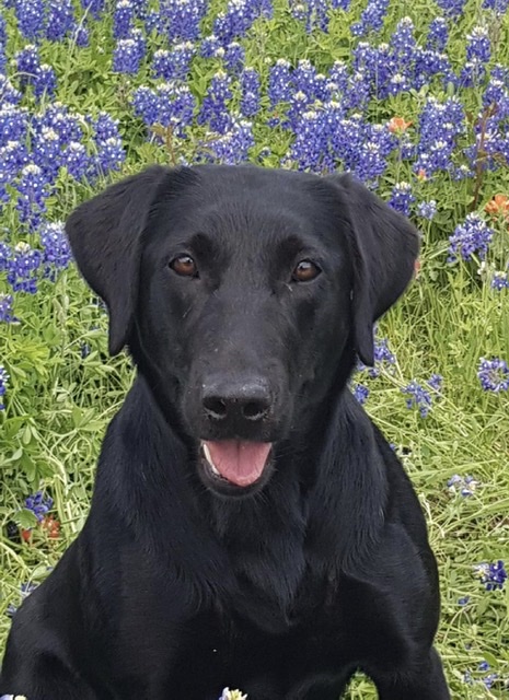 Clubmead's Dot Marks The Spot QFTR | Black Labrador Retriver