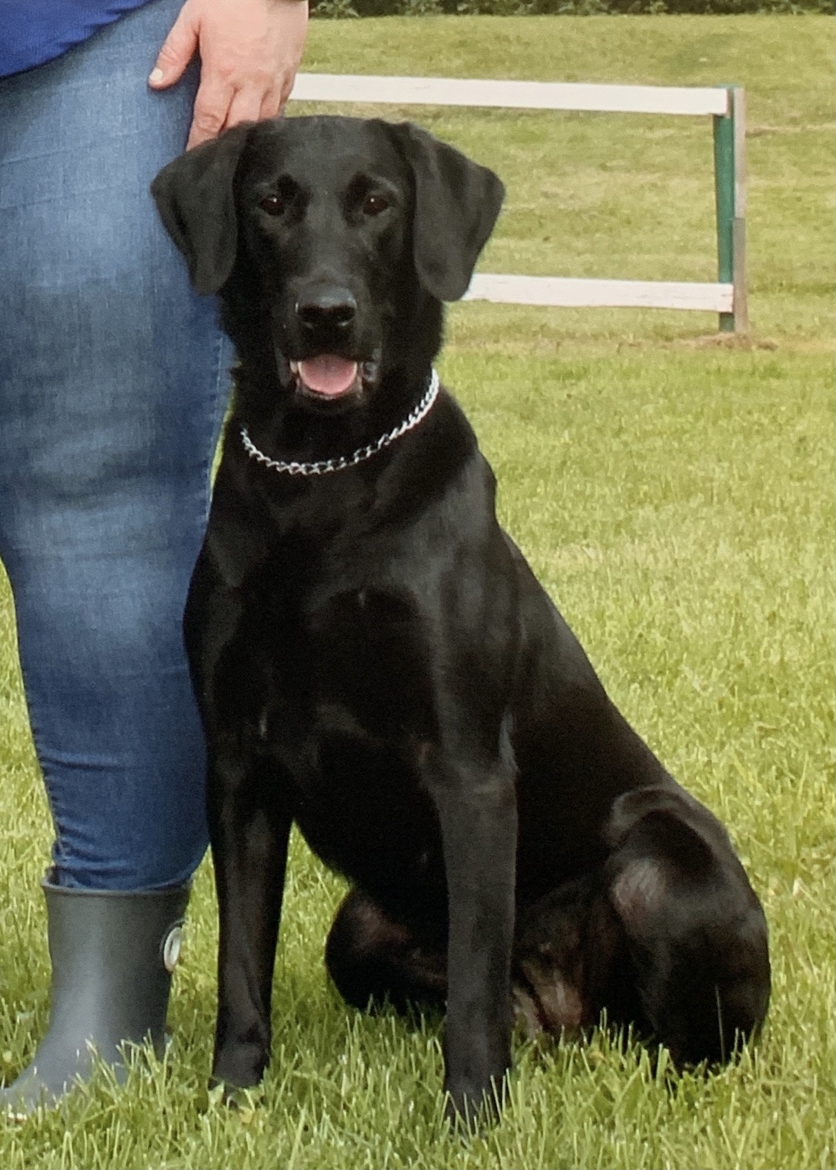 Clubmead's Banjo Bean RI CD | Black Labrador Retriver