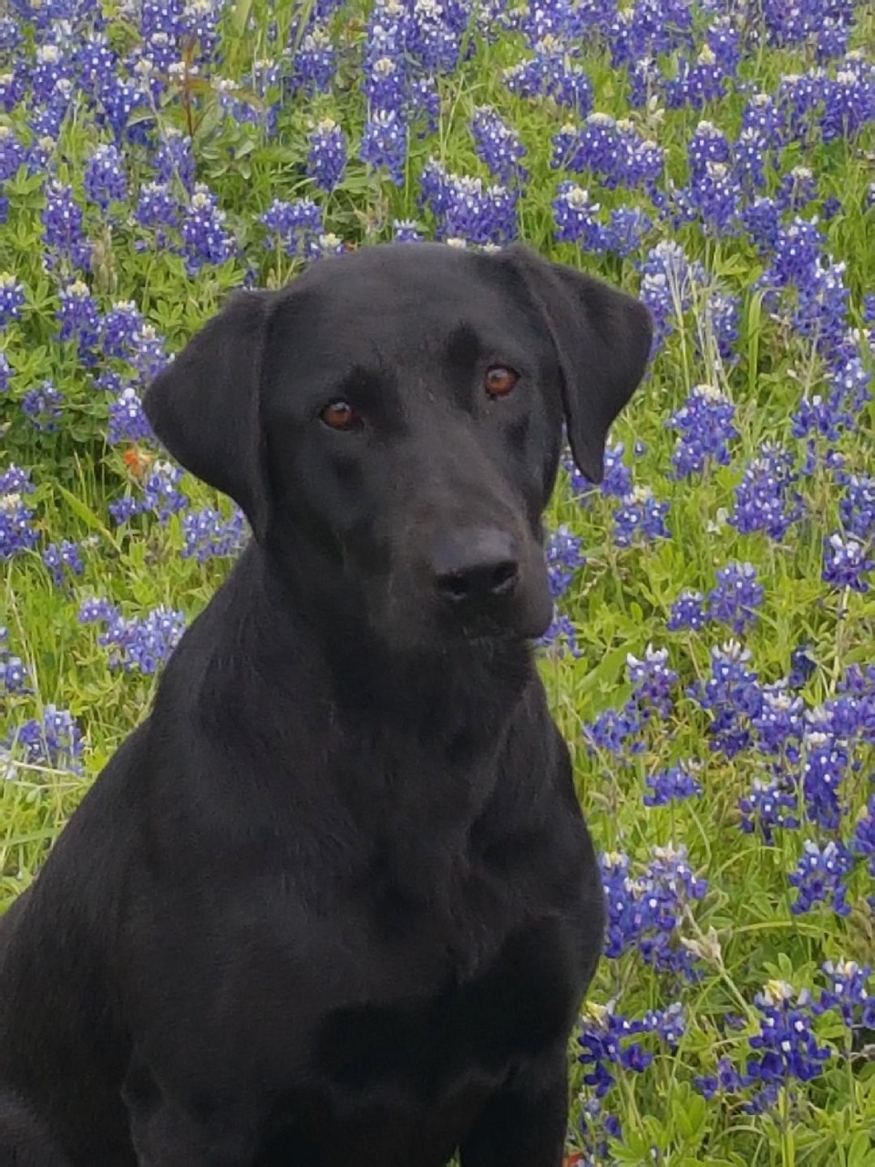 Big Shoes To Fill | Black Labrador Retriver