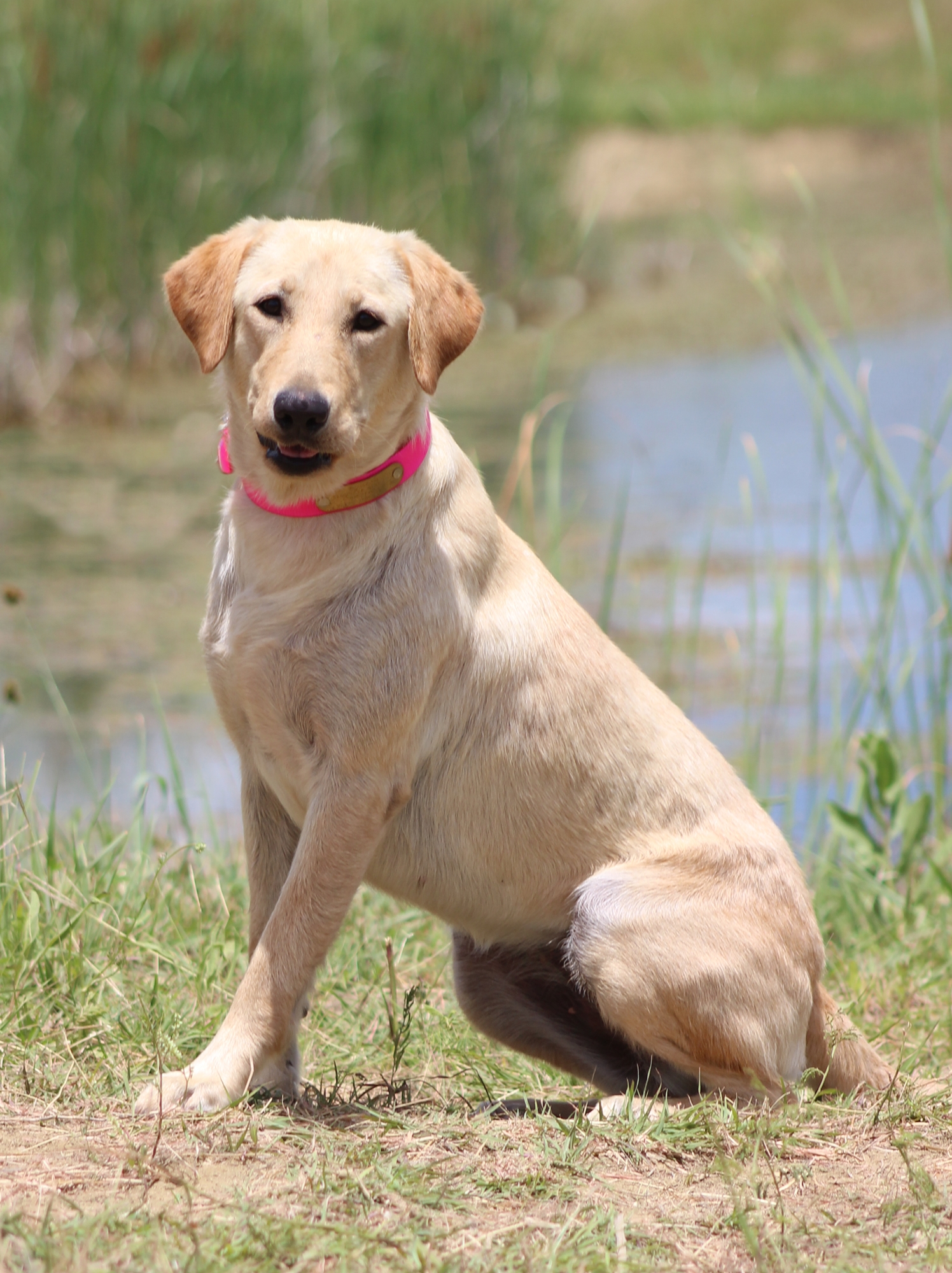 SCK's Topshelf Peach Brandy DJ | Yellow Labrador Retriver