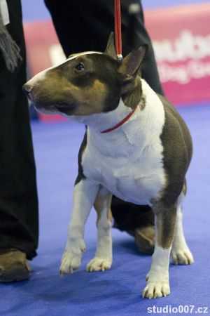 BULLOVERS LITTLE JOHN WILDFAMY | Miniature Bull Terrier 