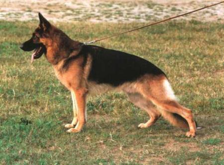 Quanto von der Erikaklause | German Shepherd Dog 