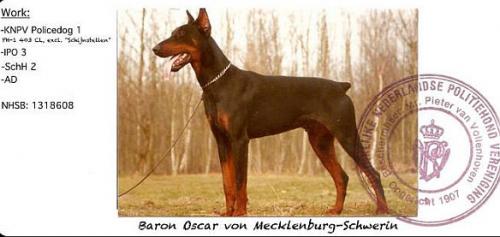 Baron Oscar v. Mecklenburg-Schwerin | Black Doberman Pinscher