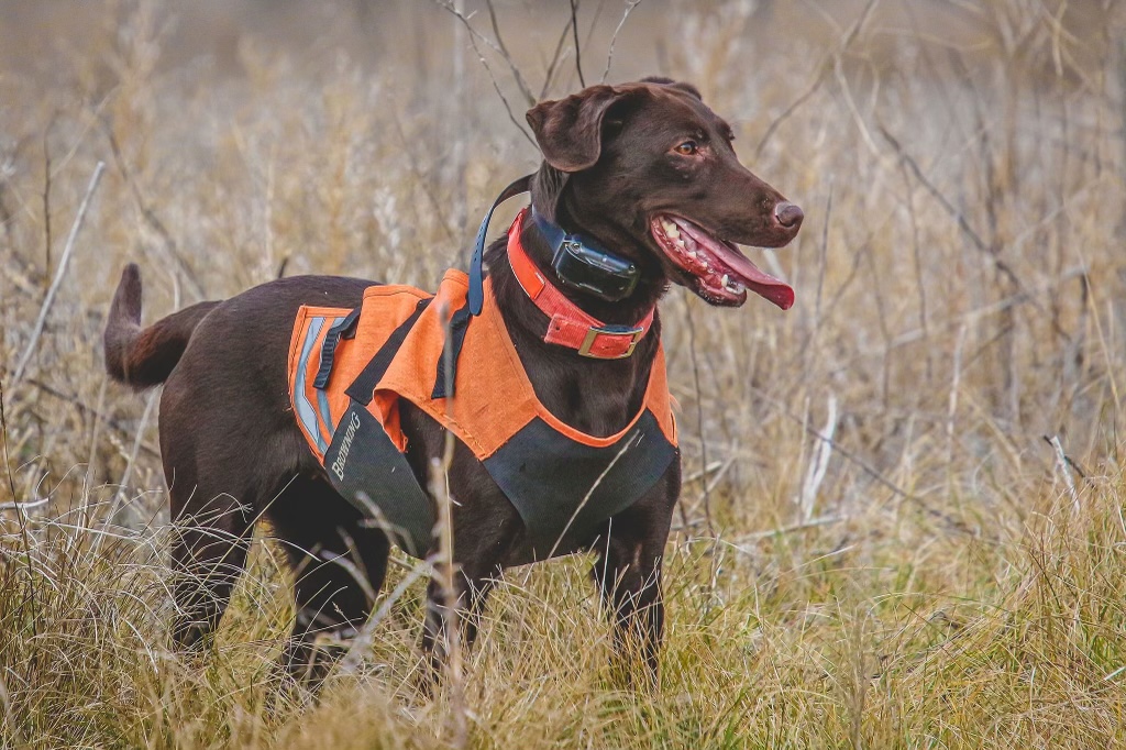 HRCH UH Silver Lake Duck Boat Boss MH | Chocolate Labrador Retriver