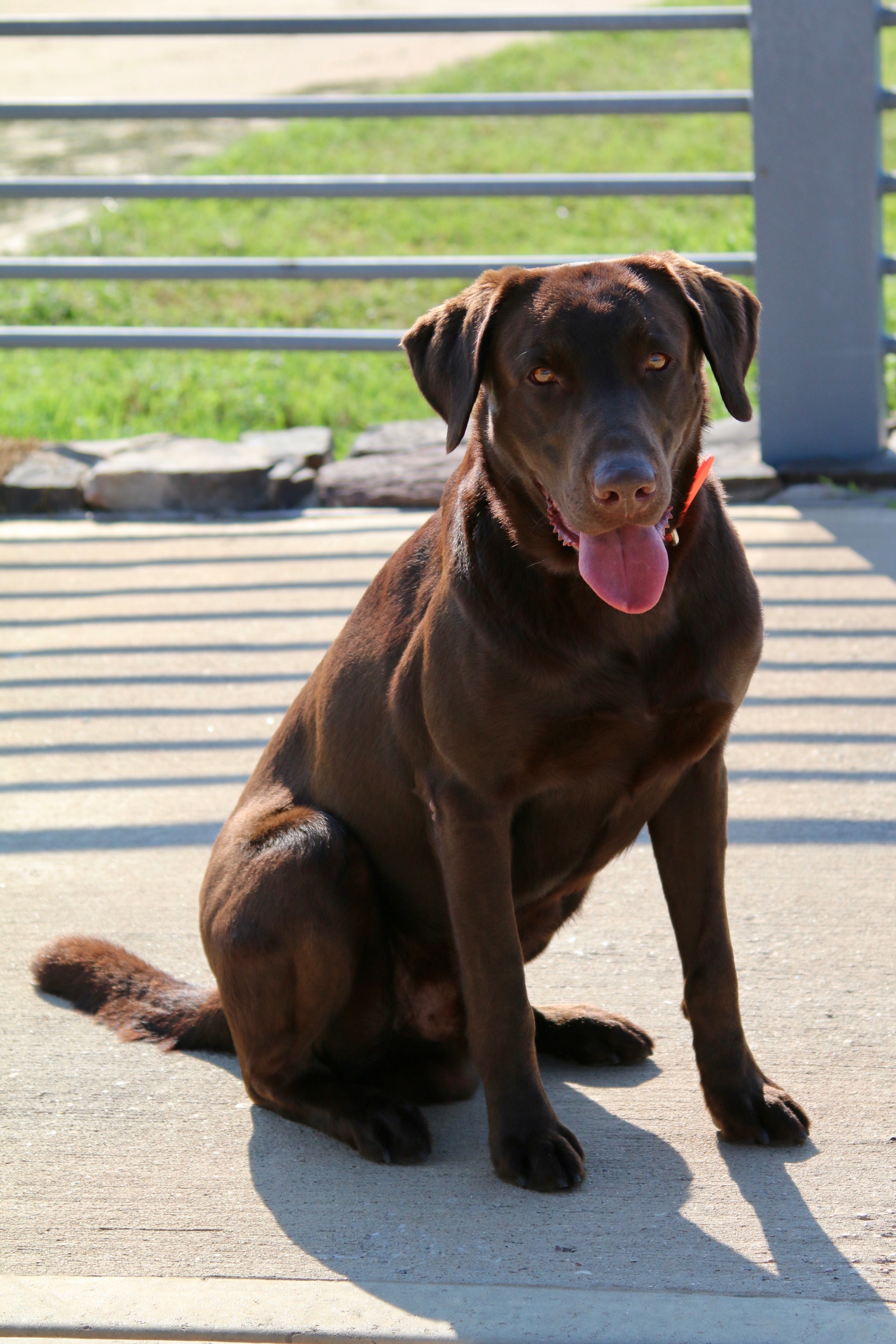 HRCH Bock III MH | Chocolate Labrador Retriver