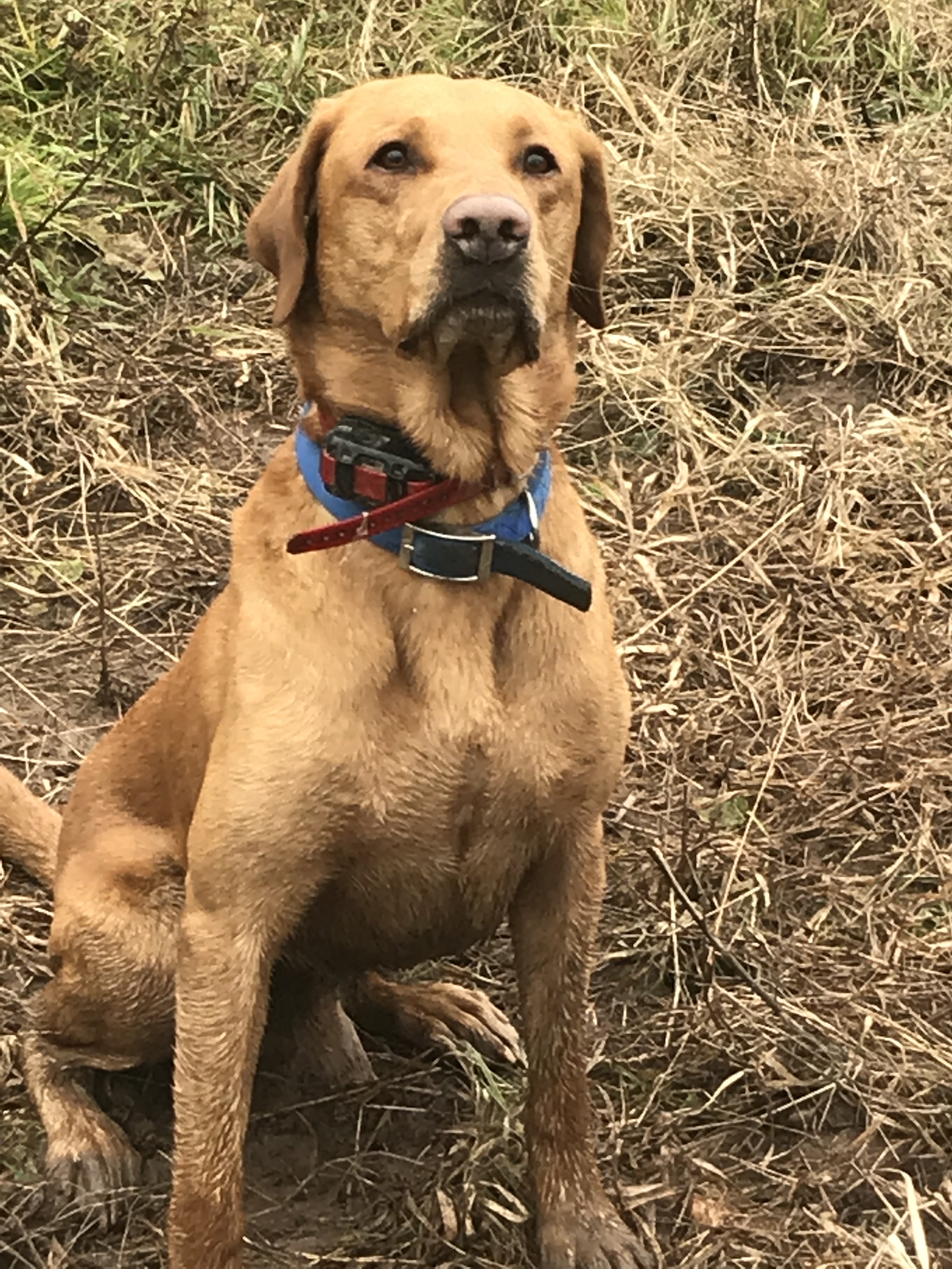 2.5xGMPR DRL's Navy Pride JH | Yellow Labrador Retriver