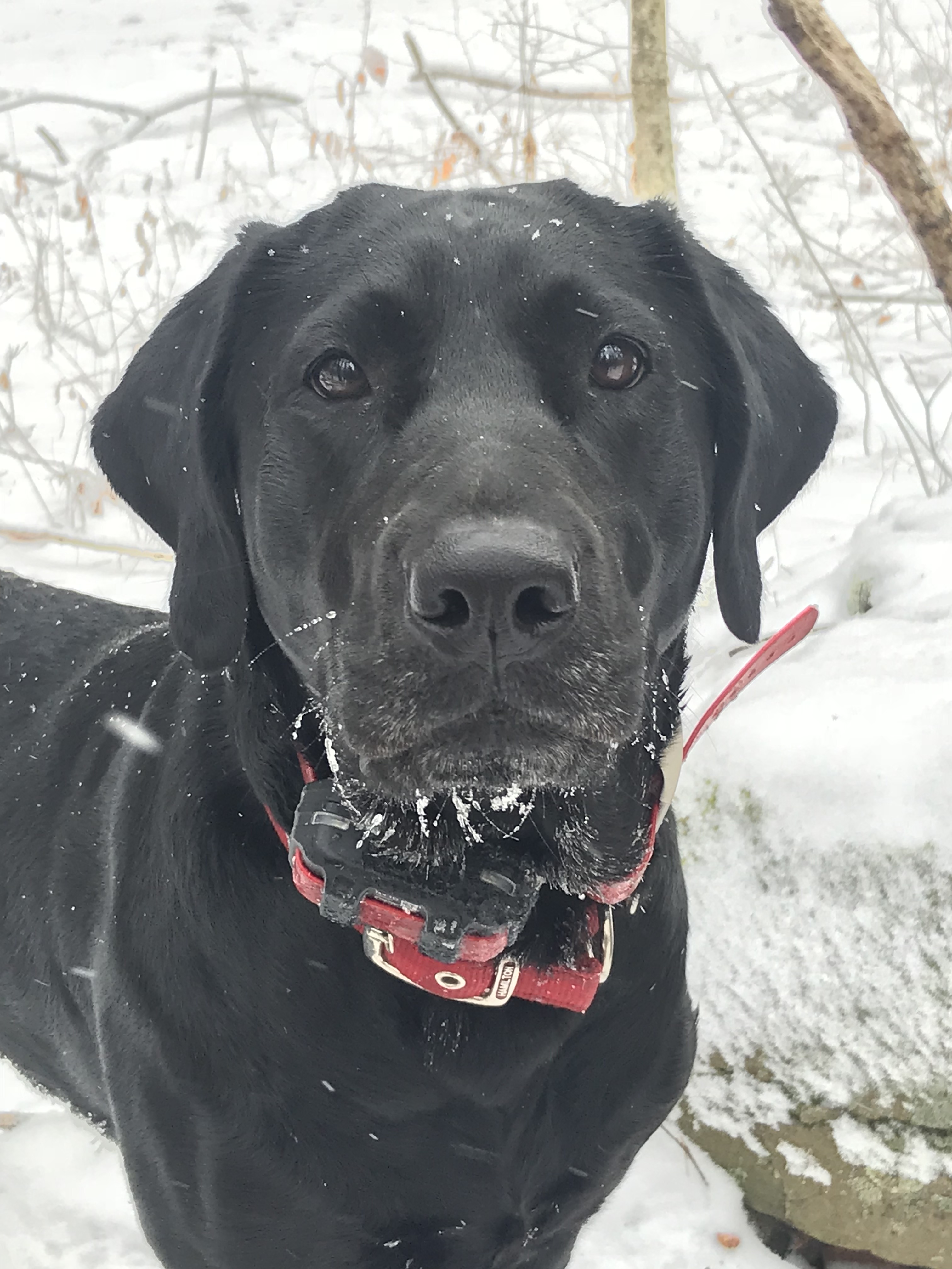 GMPR Hpk Autumn Breeze Of Knockafreghane JH | Black Labrador Retriver