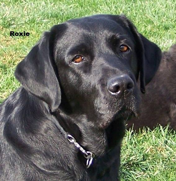 Bellburn's Rocky Mount SH | UNKN Labrador Retriver