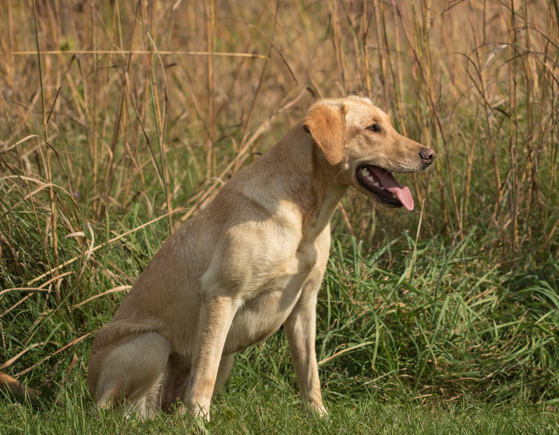 HR Stormy-T's Sweet Lady Angeline SH | Yellow Labrador Retriver