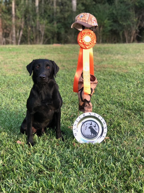 3xGRHRCH Annie's Searchin For The Prize  MH 35 MNR | Black Labrador Retriver