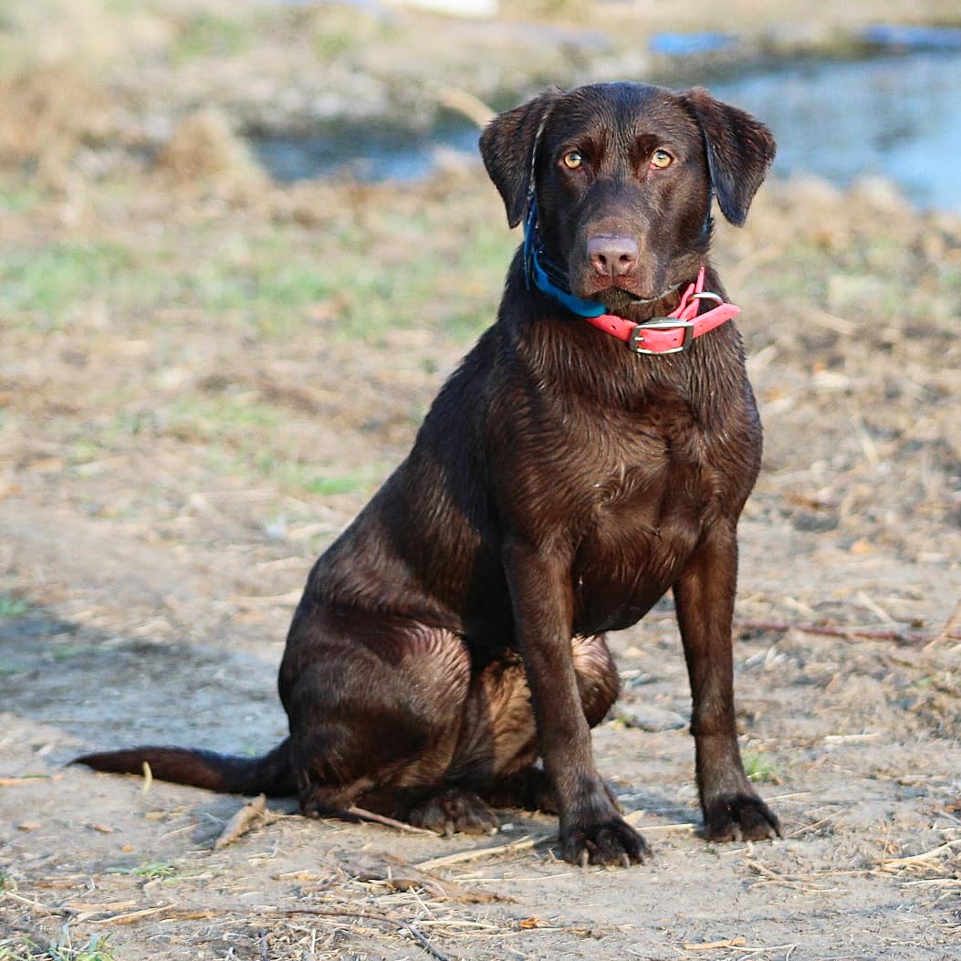 Bradleys Buy All The Boots | Chocolate Labrador Retriver