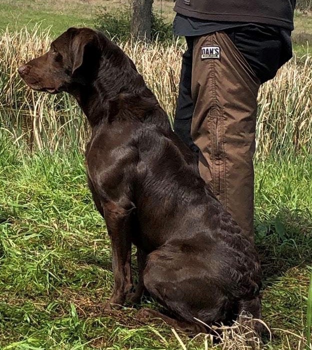 Frankels Perfect Rainstorm MH | Chocolate Labrador Retriver