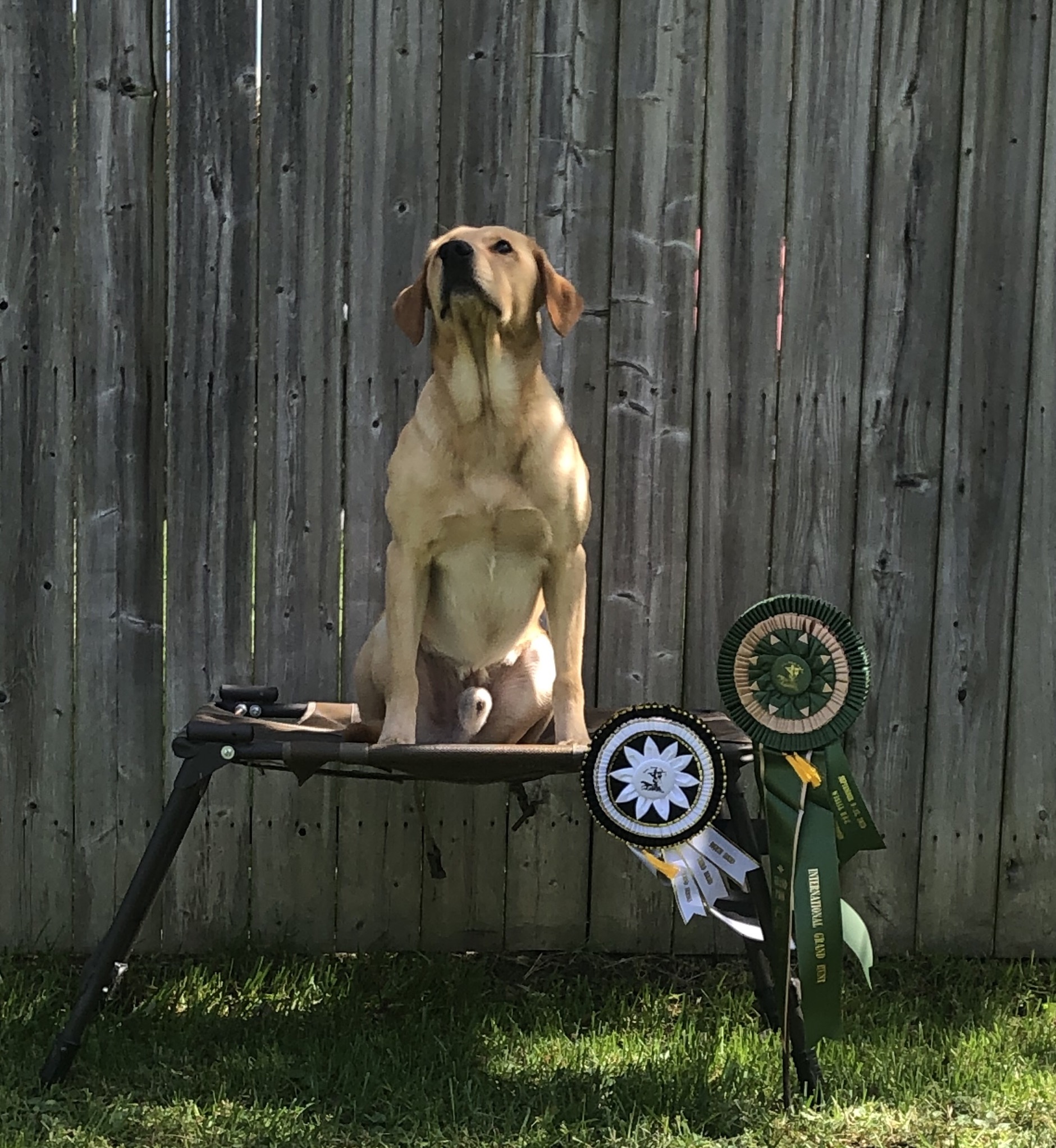 GRHRCH UH Sandbars Makin Waves MH QAA | Yellow Labrador Retriver