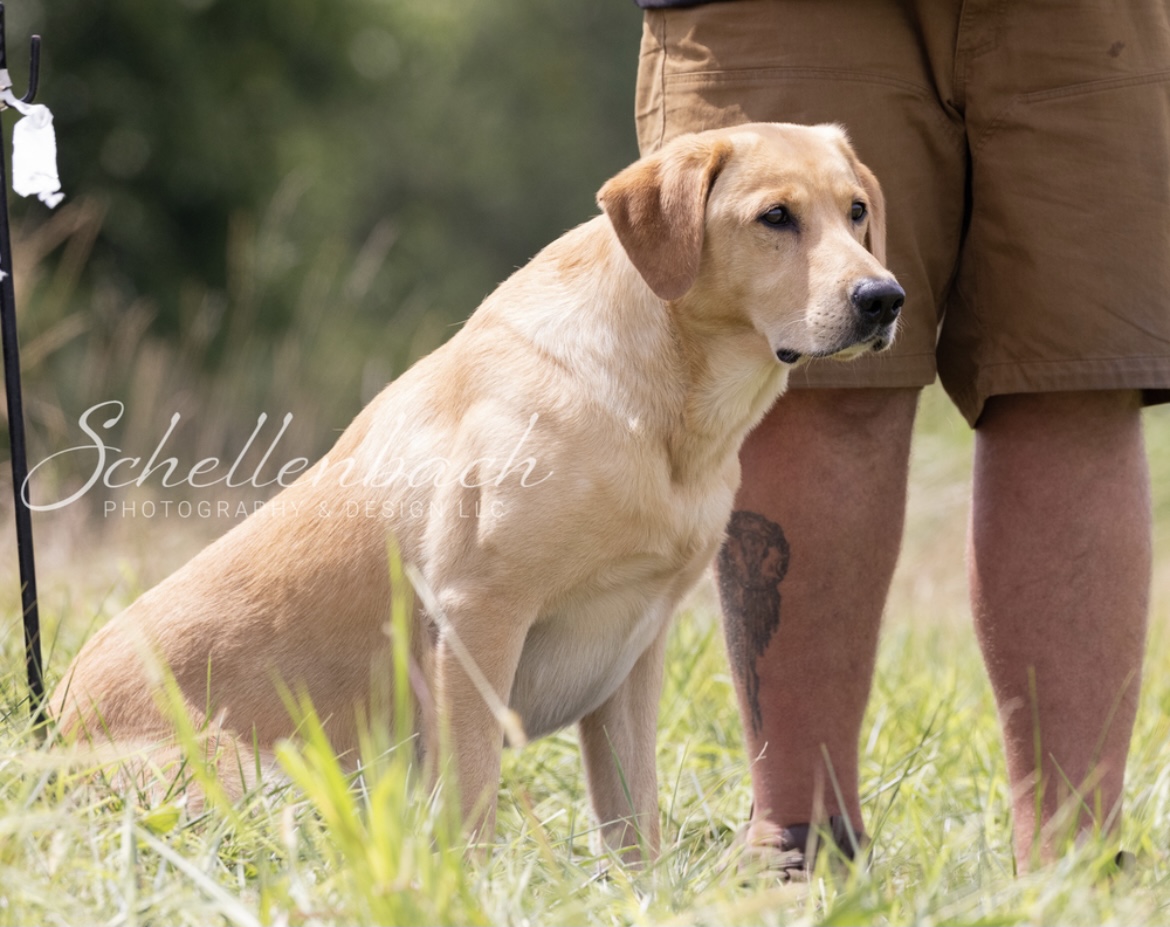 GRHRCH UH Sandbars Makin Waves MH QAA | Yellow Labrador Retriver