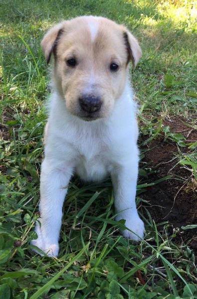 Dixie | Smooth Collie 