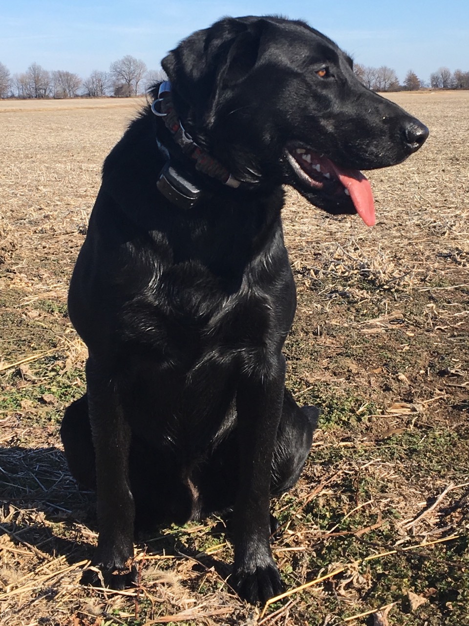 SHR Mokan Waterdogs Cash's Man In Black | Black Labrador Retriver