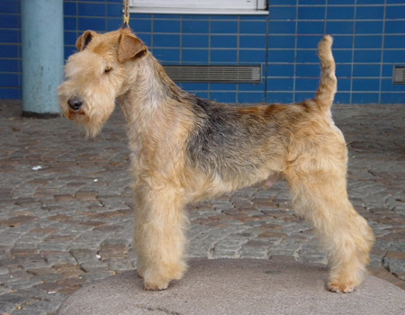 Auchenhove Back Street Boy | Lakeland Terrier 