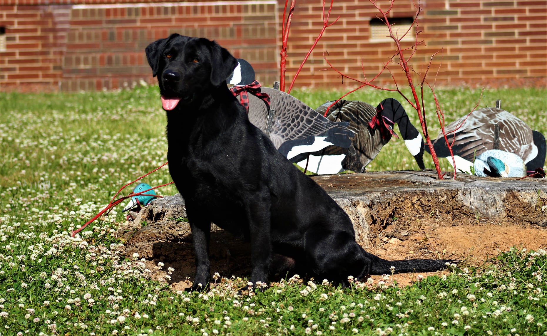 Three Oaks Muddy Waters MH | Black Labrador Retriver