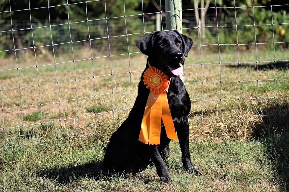 Three Oaks Muddy Waters MH | Black Labrador Retriver