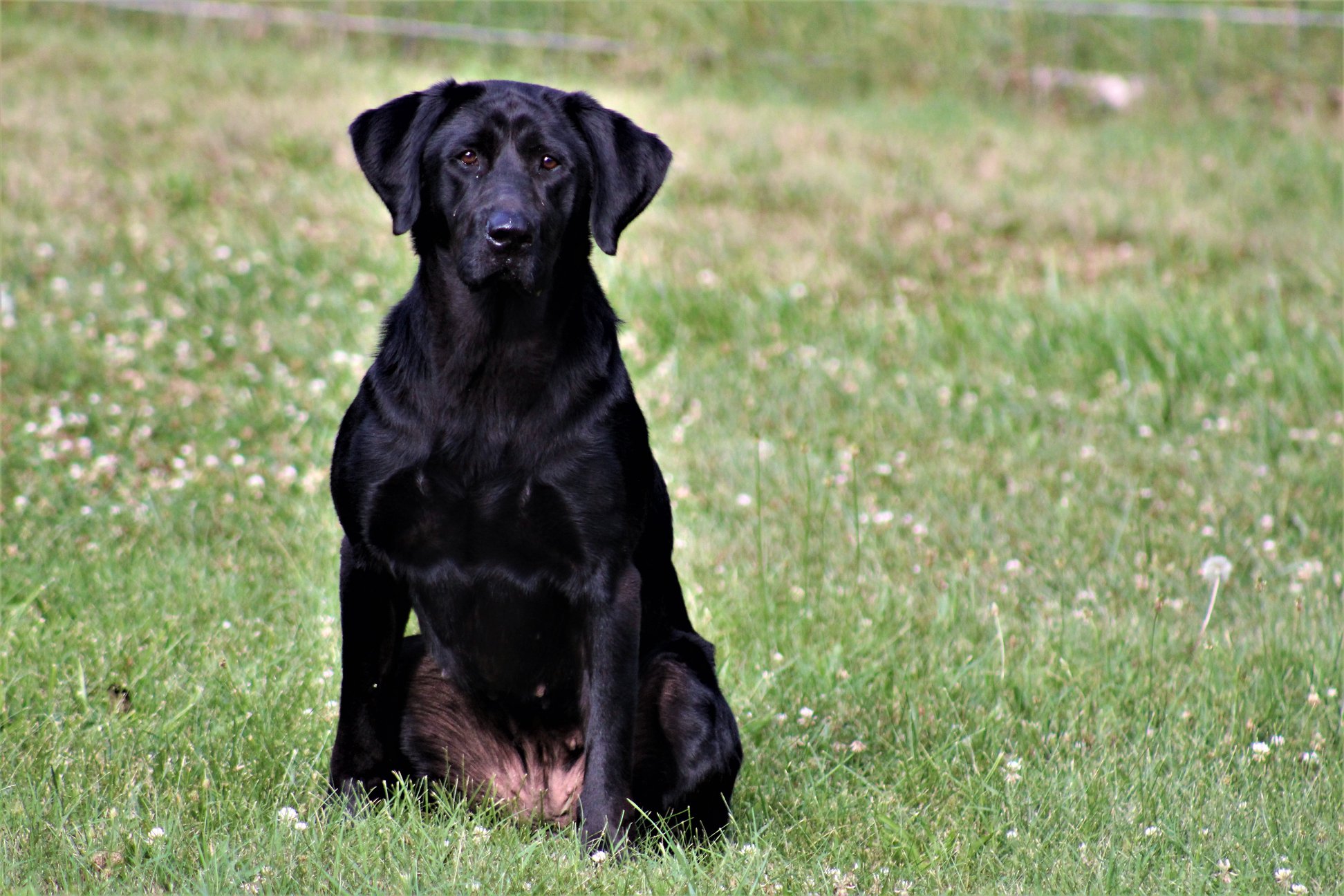 Three Oaks Miss Fanny SH | Black Labrador Retriver