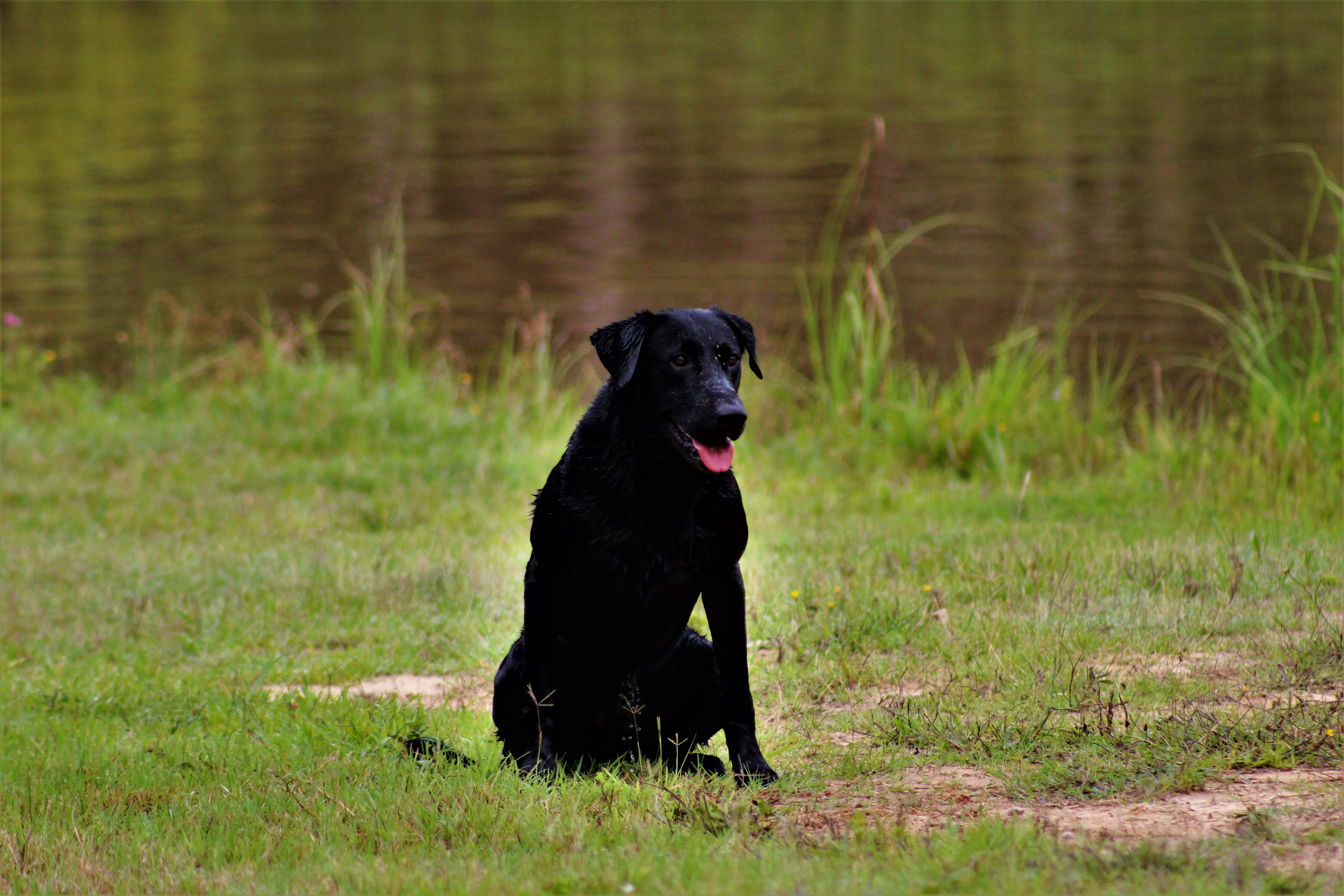 HRCH Okatie River Steelin Time SH | Black Labrador Retriver